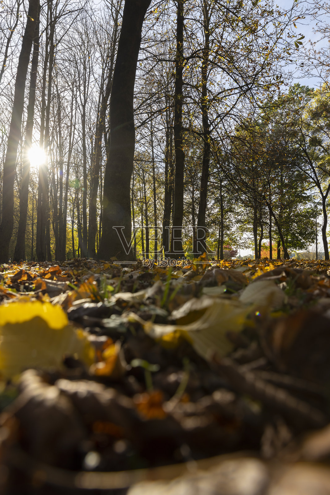 秋日晴朗天气下的黄叶枫树，秋季枫树林发生巨大变化照片摄影图片