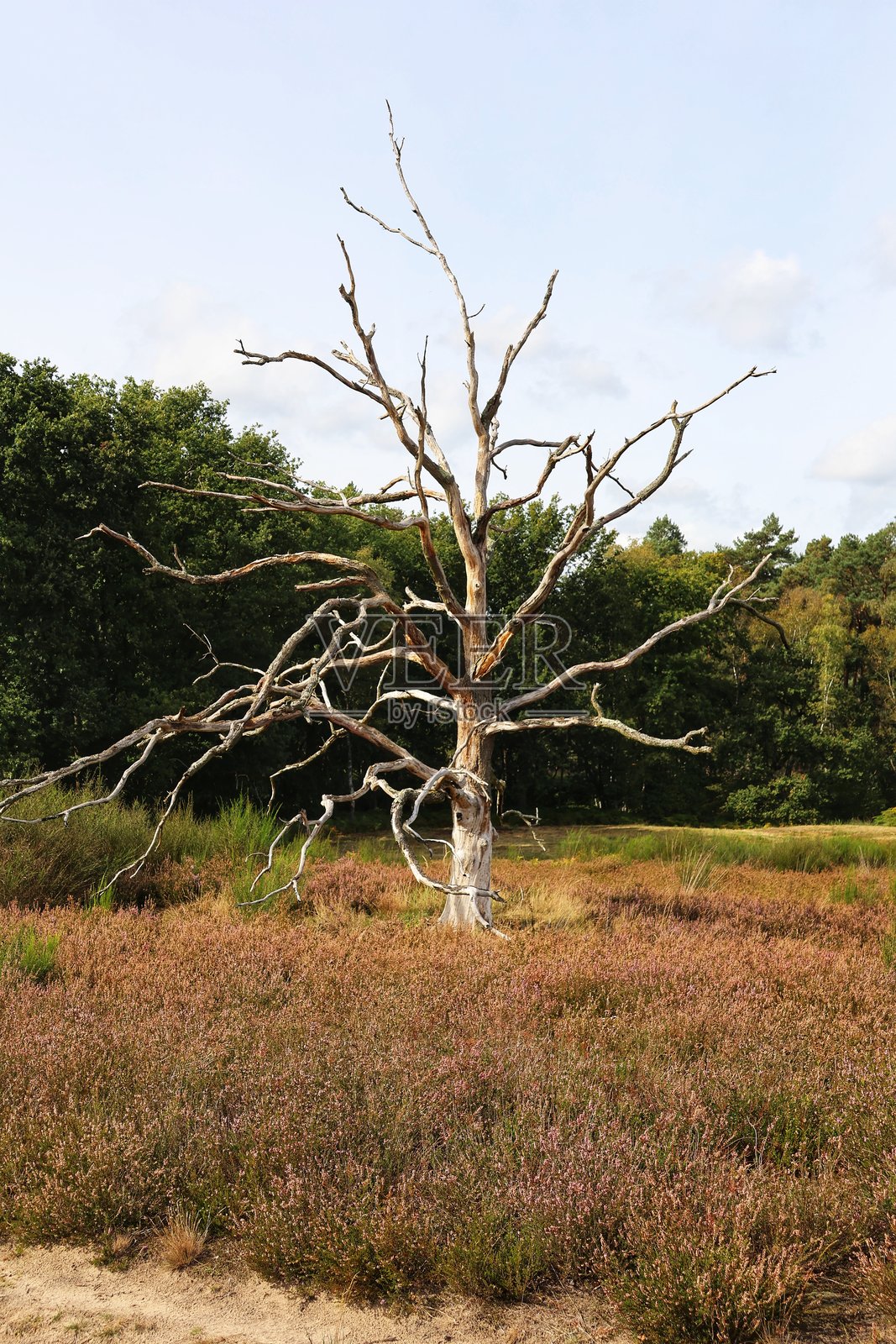 林中空地里的老树照片摄影图片