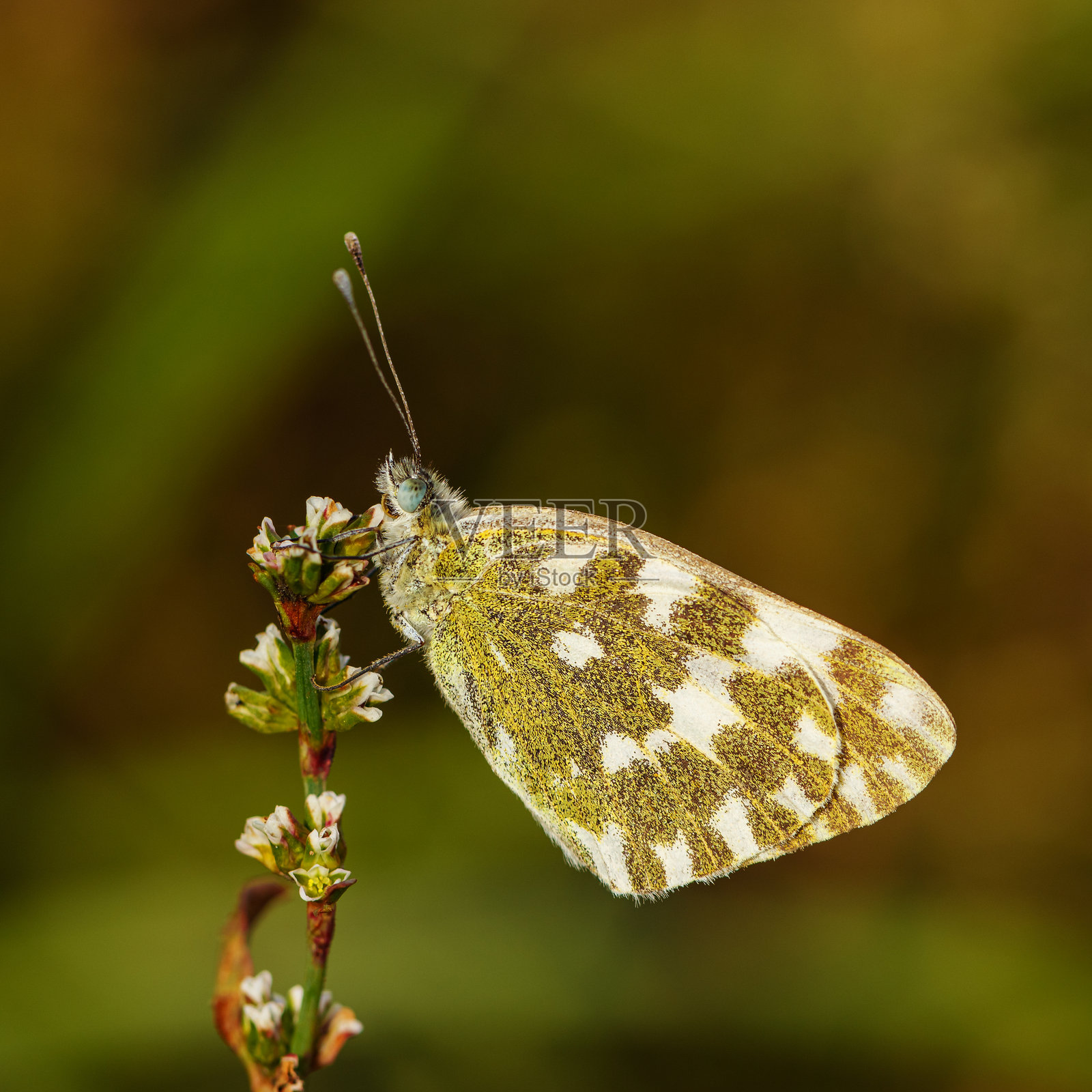 背景柔和深绿色虚化，特写一只沐白蝶停留在小花上。一只绿白色的蝴蝶的微距照片，其带有图案的翅膀纹理细腻，在柔和的光线下。照片摄影图片