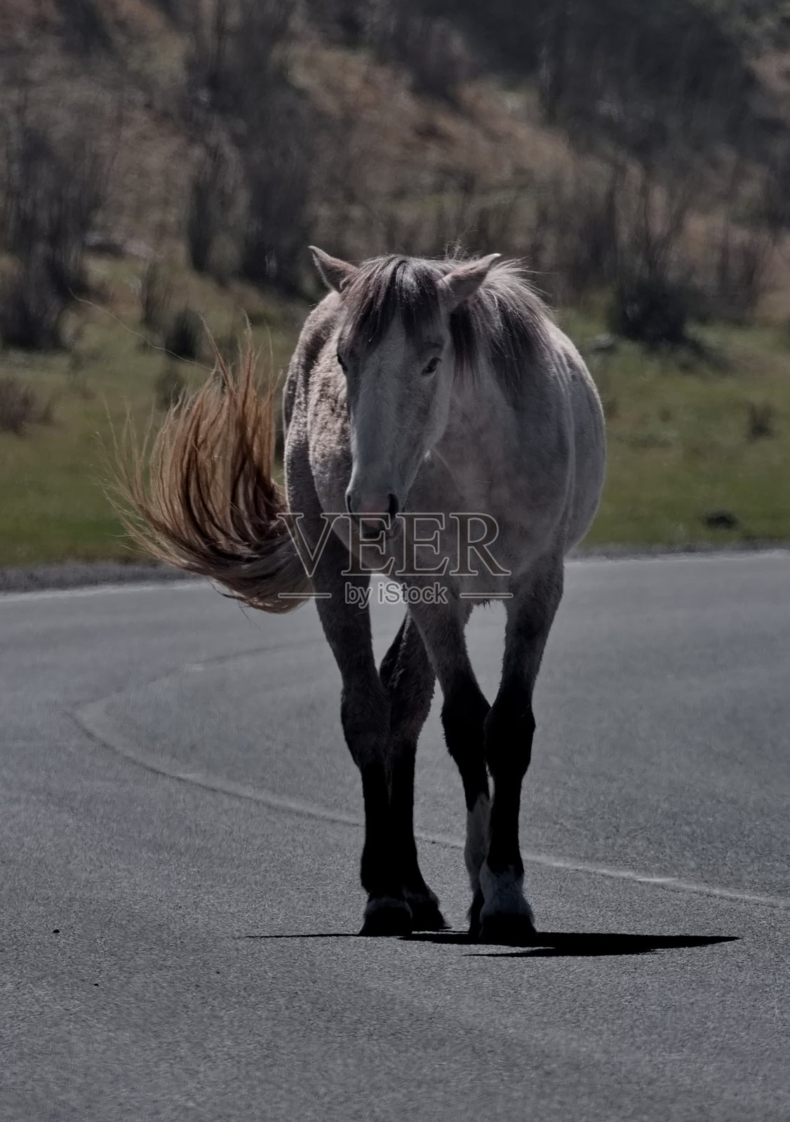 马在路上进行障碍绕行照片摄影图片