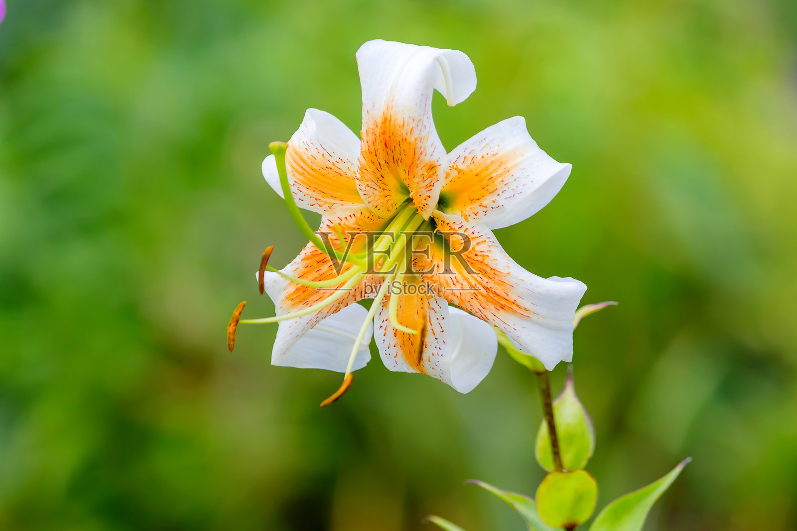 盛开的百合“Lady Alice”，一种多年生球根植物。照片摄影图片