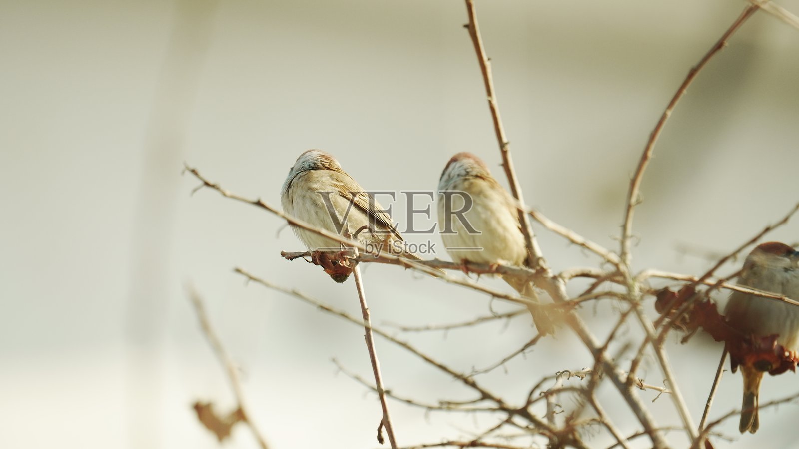 麻雀照片摄影图片