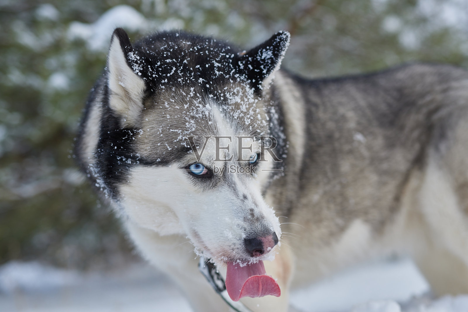 冬天雪地里美丽的哈士奇肖像，冬天雪地里的狗狗照片摄影图片