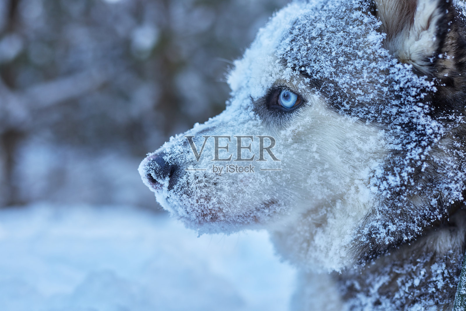 冬天雪地里一只美丽的哈士奇犬肖像，冬天雪地里的狗照片摄影图片