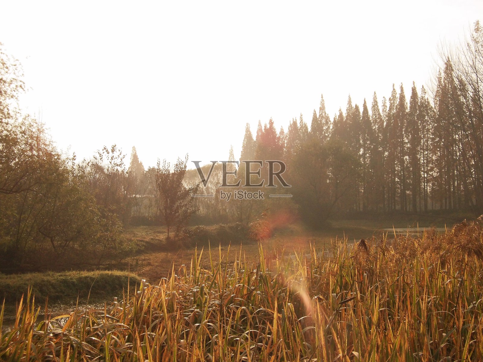 芦苇照片摄影图片