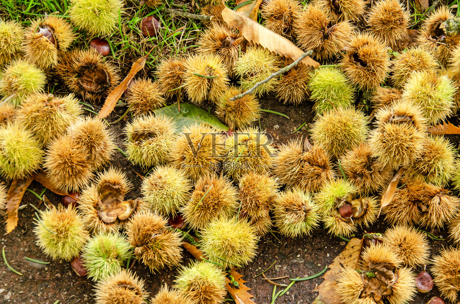 秋天的栗子照片摄影图片