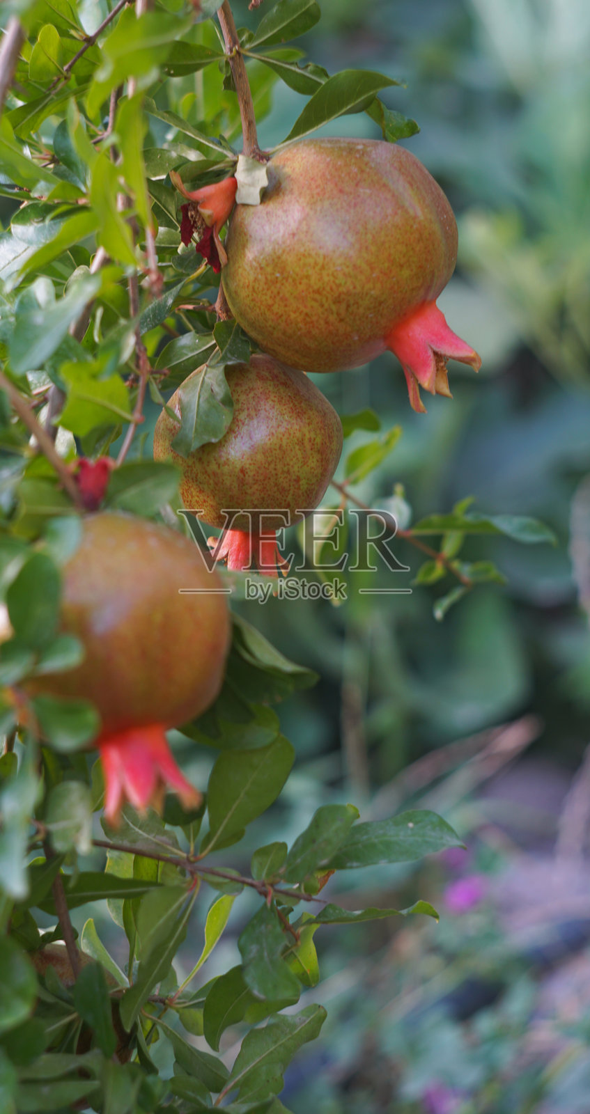 它悬挂在花园的石榴树枝上。照片摄影图片