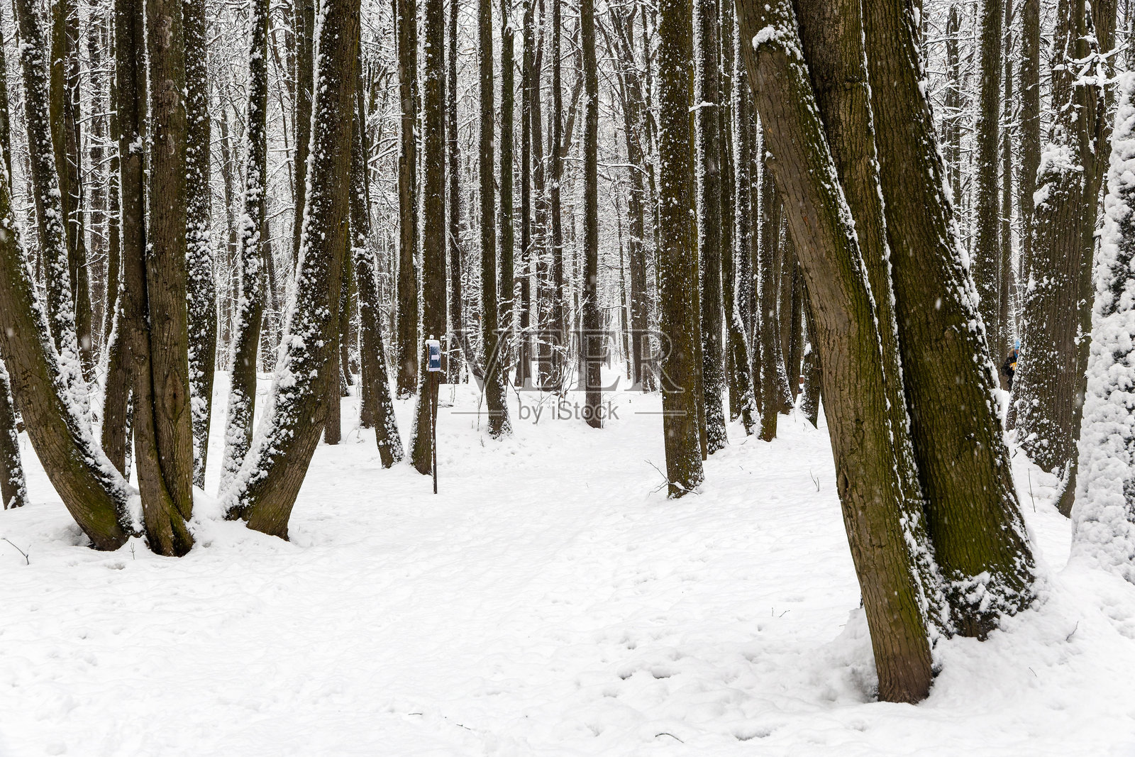 冬季的一天，下着雪。城市公园里的冬日景观，树上覆盖着新下的白雪照片摄影图片