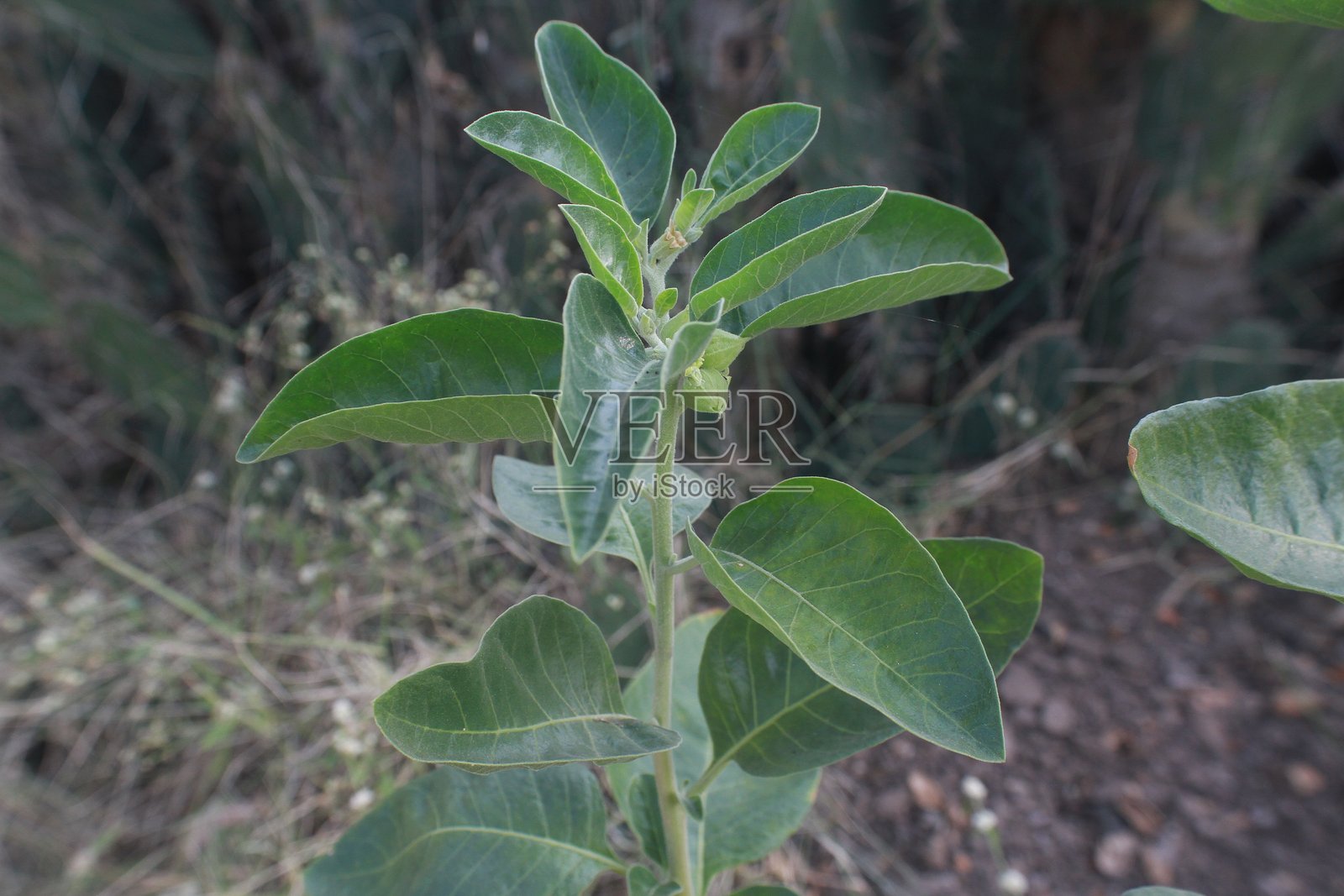 回归传统阿育吠陀医学照片摄影图片