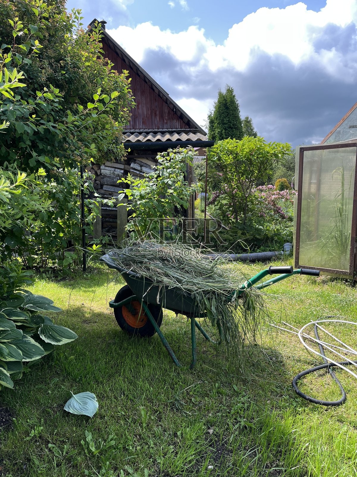 后院里装满新鲜割草的花园独轮手推车照片摄影图片