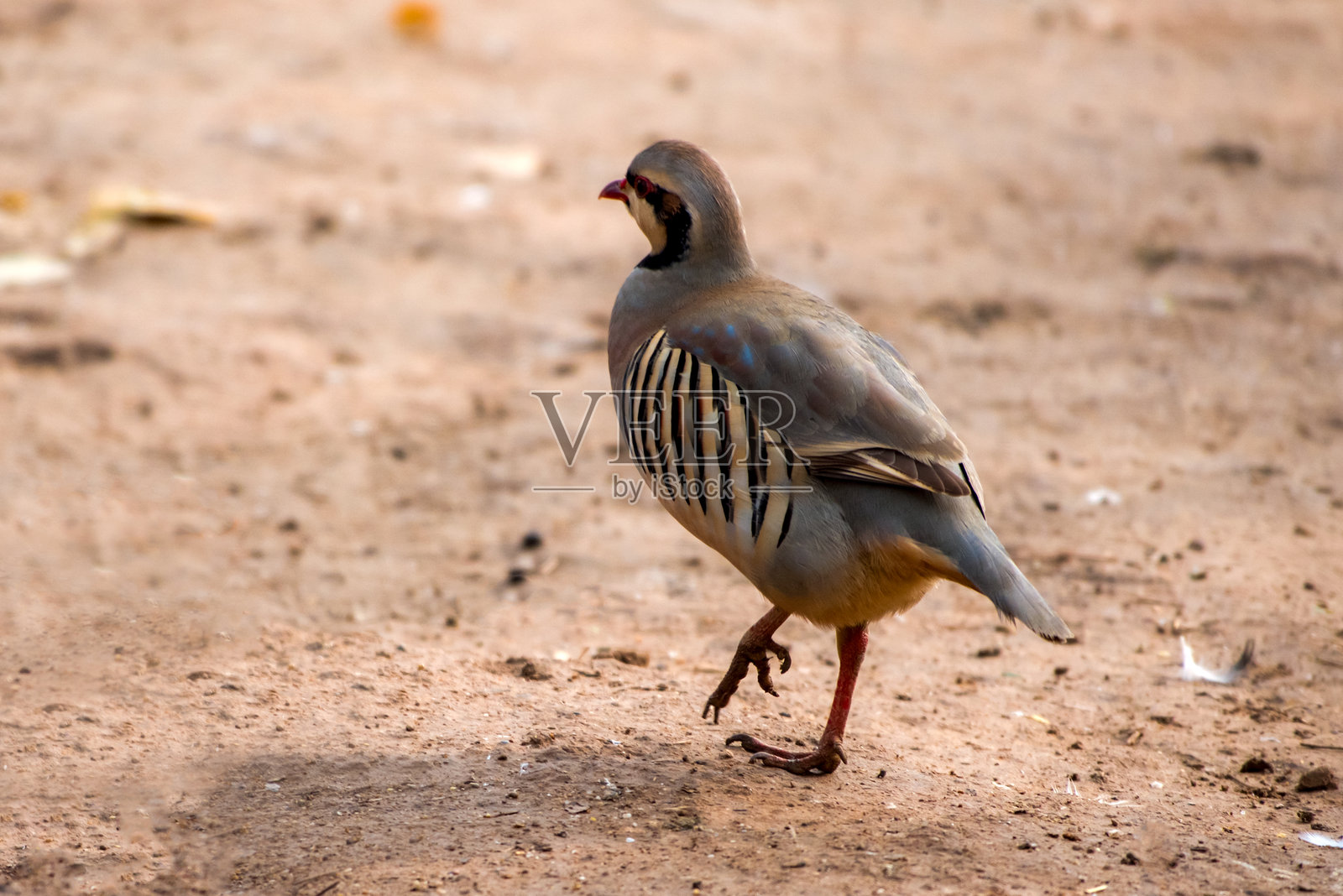 石鸡在栖息地照片摄影图片