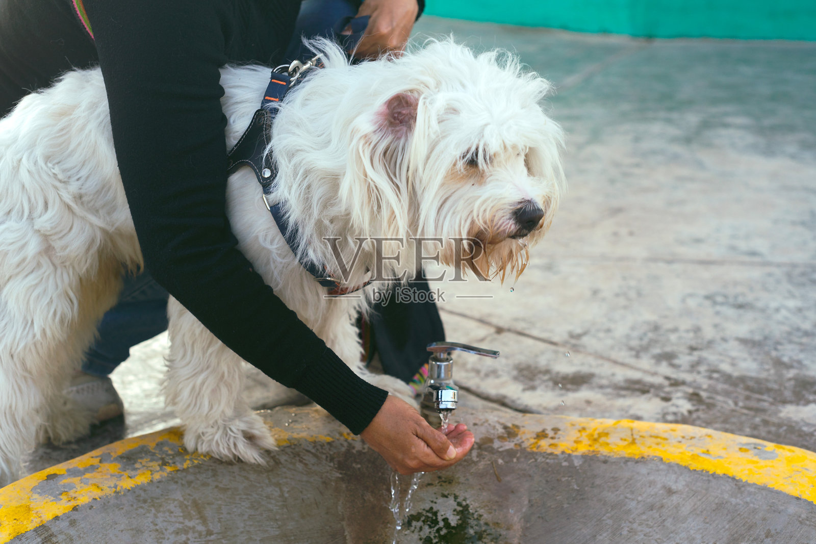 一只白狗站在一个人旁边，那个人正在水龙头处打水。照片摄影图片