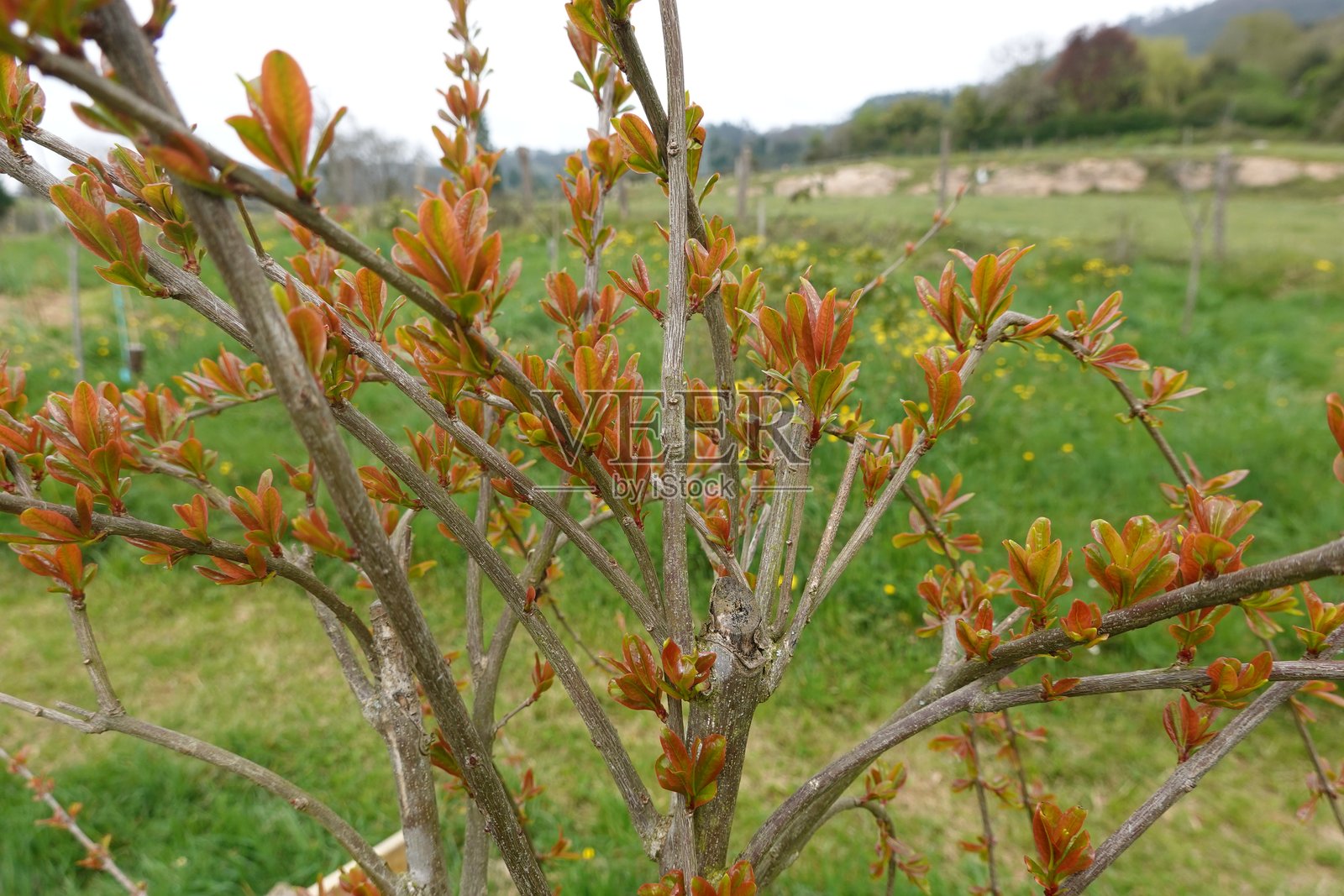 春天石榴树长出新红叶照片摄影图片