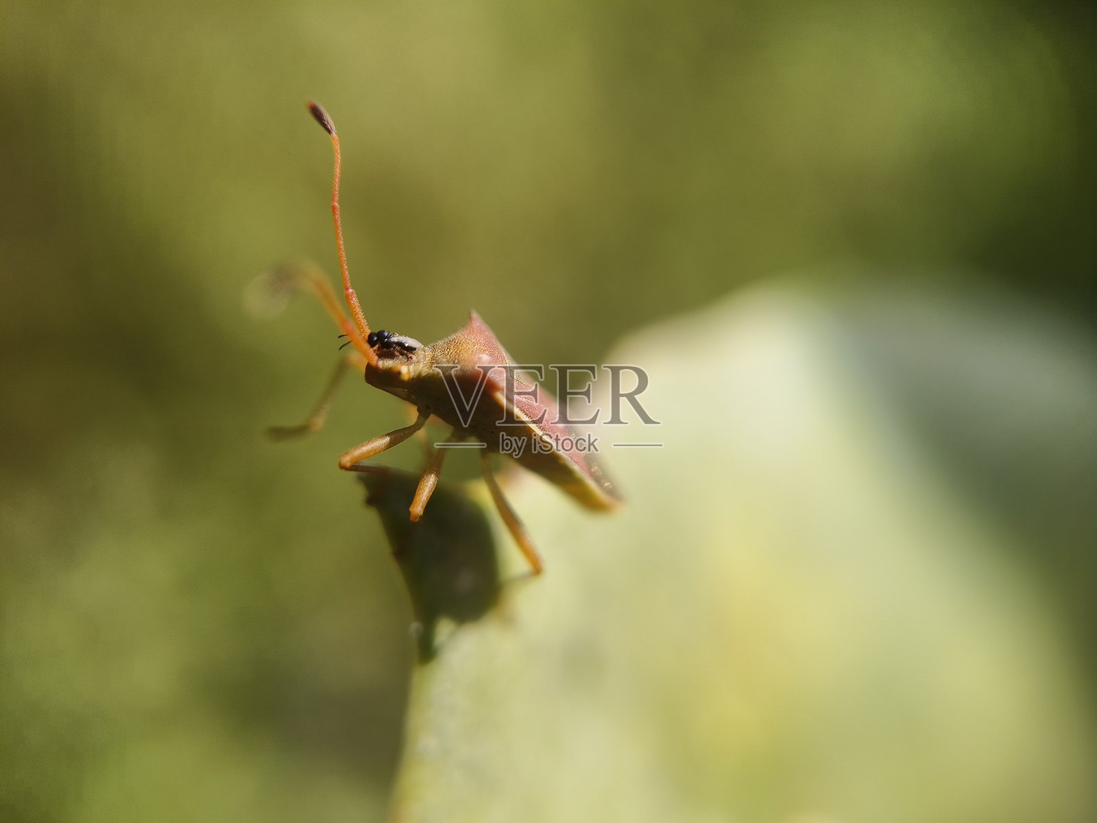 箱虫（Gonocerus acuteangulatus）照片摄影图片