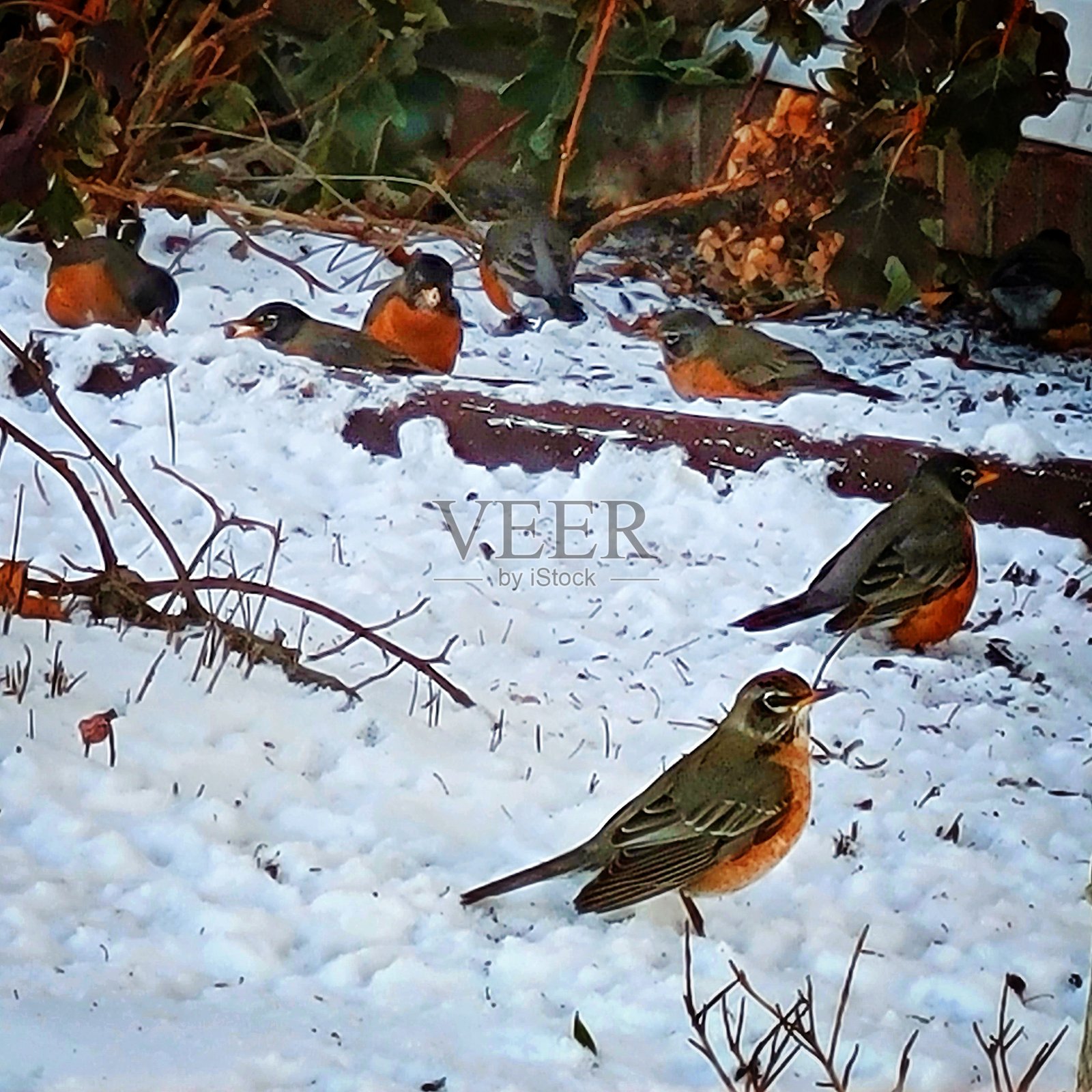 雪地里的知更鸟照片摄影图片