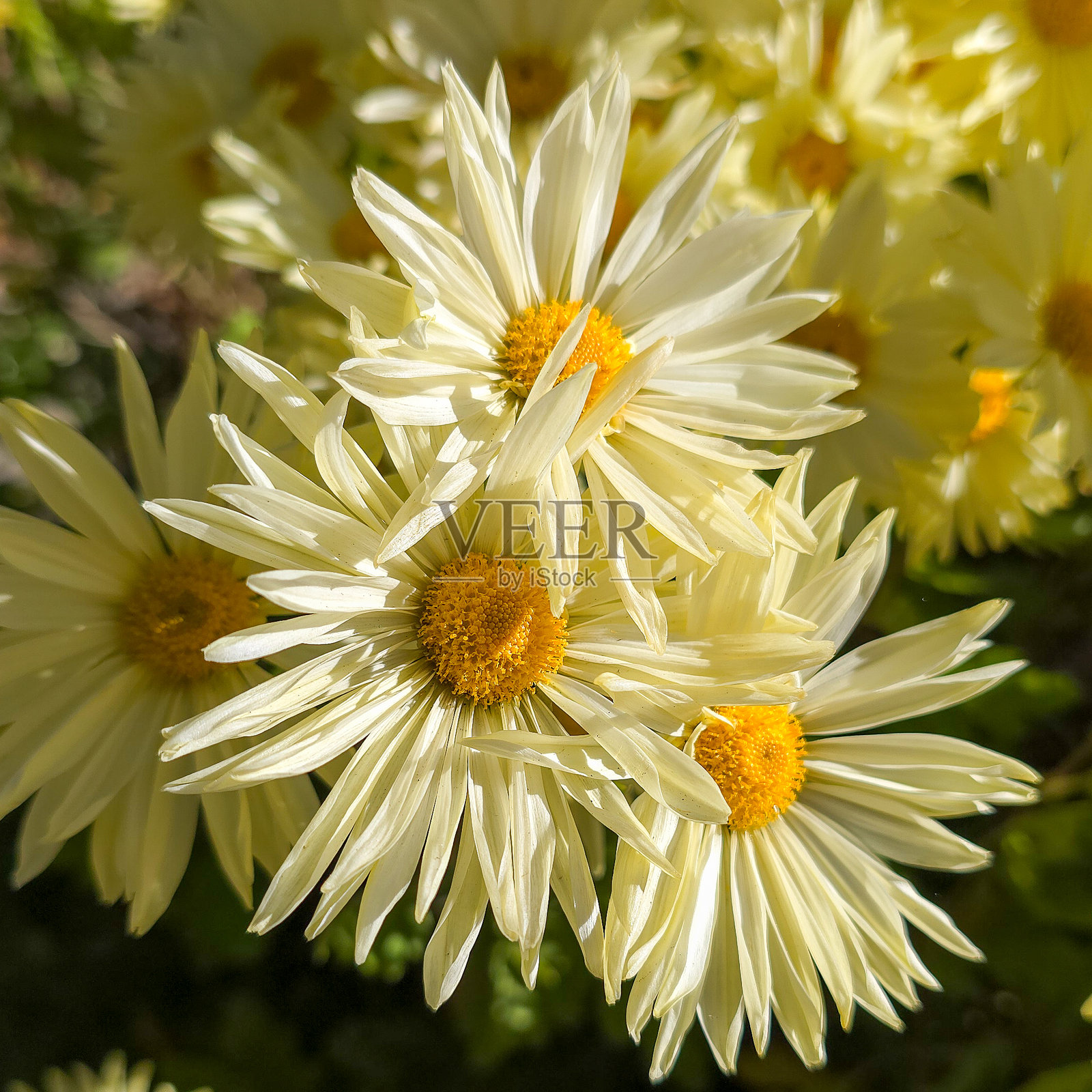 阳光下的一簇黄色菊花照片摄影图片