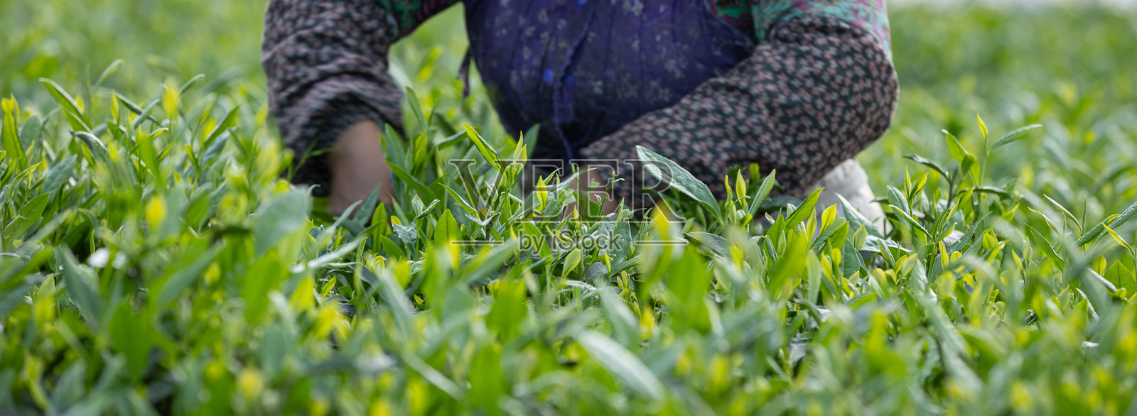 茶农在春季茶园采摘绿茶嫩芽照片摄影图片