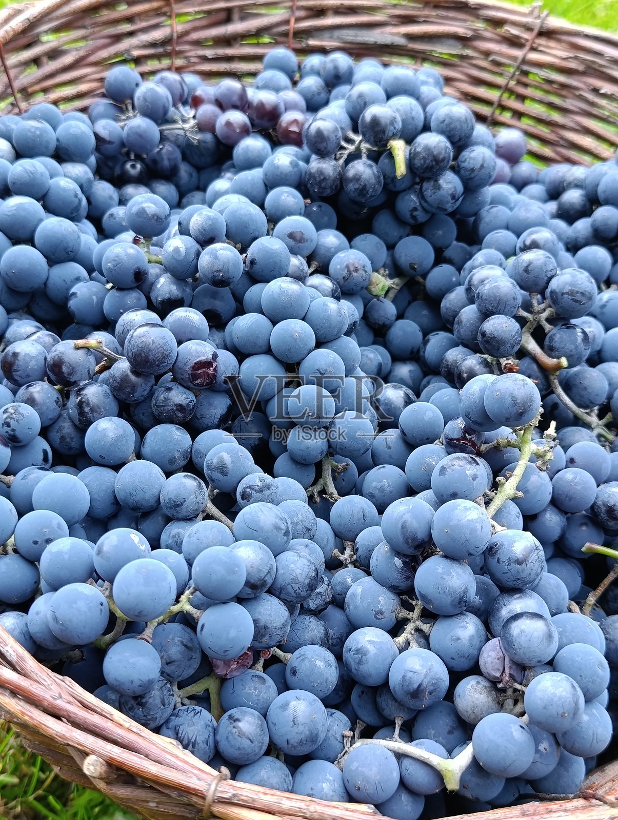 秋日阳光明媚，编织篮里装着刚采摘的深色葡萄，篮子放在绿色的草地上。照片摄影图片