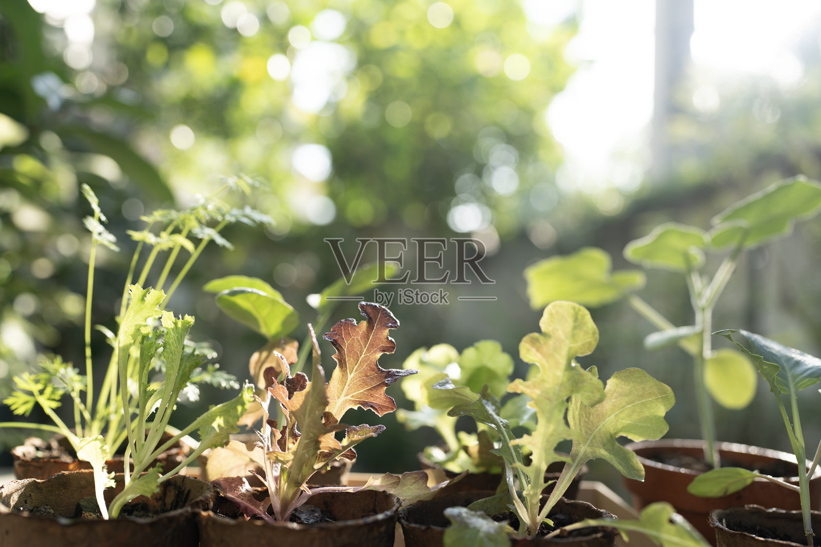 红橡树生菜，在小型菜园中生长照片摄影图片