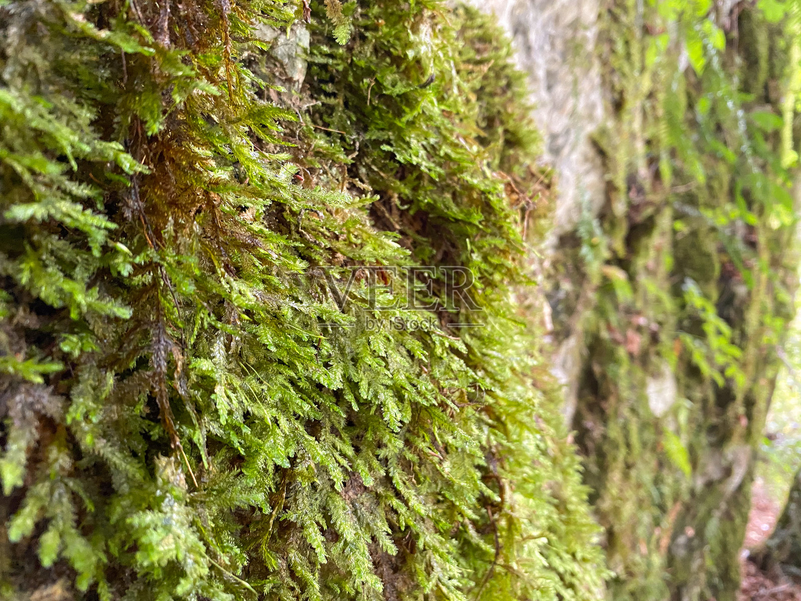 森林中野生生长的苔藓微距照片摄影图片