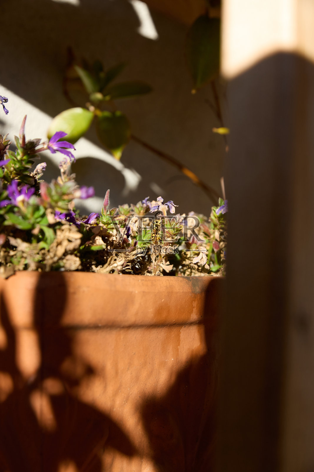 陶土罐中紫色花朵的艺术特写，沐浴在温暖的阳光和柔和的阴影中照片摄影图片