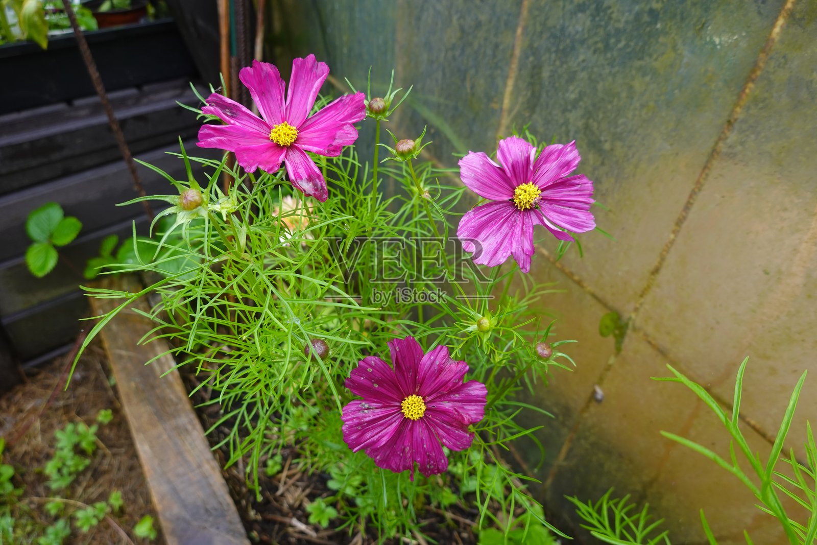 粉色波斯菊在郁郁葱葱的绿色花园中盛开照片摄影图片