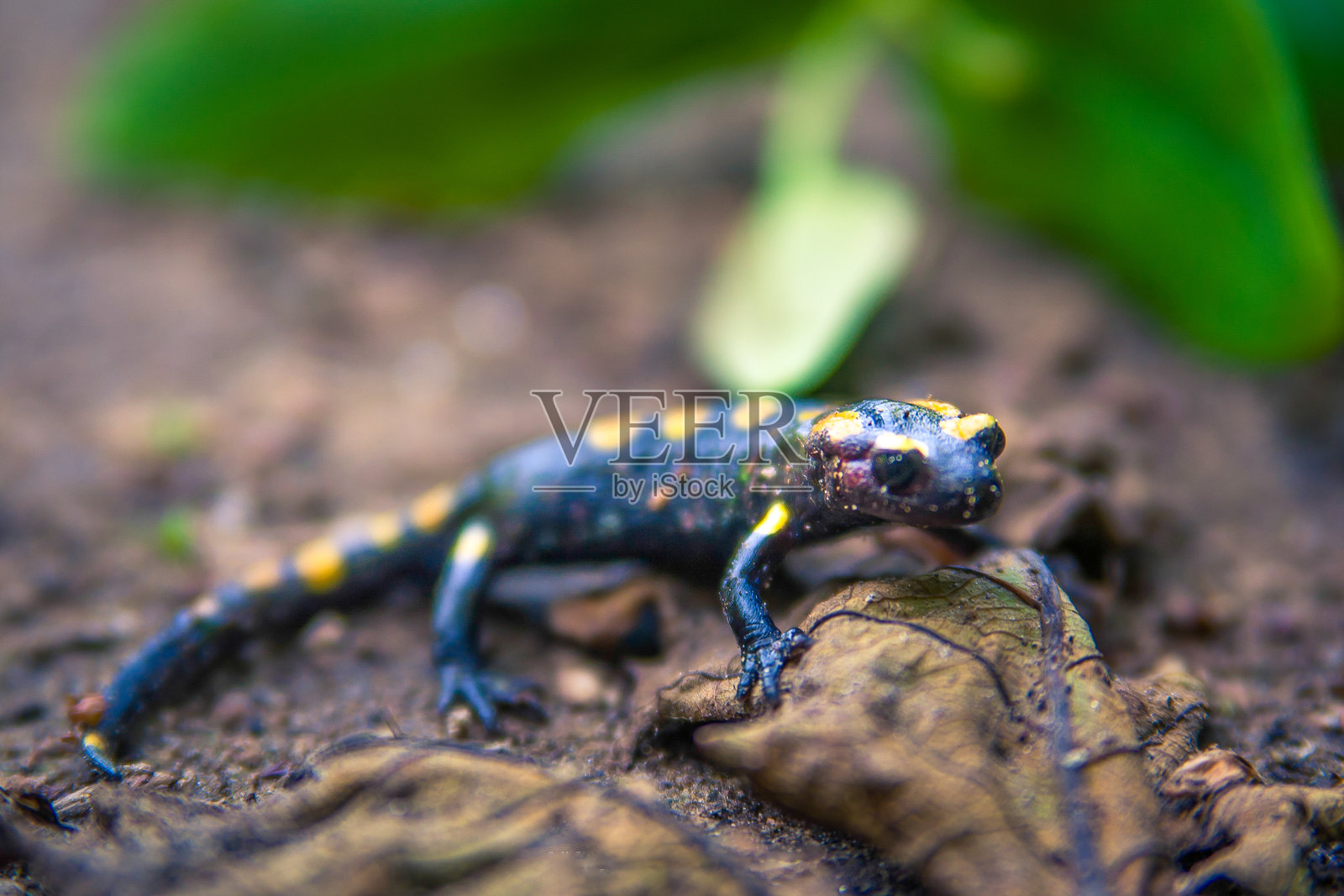 斑点蝾螈 (Salamandra salamandra)。照片摄影图片