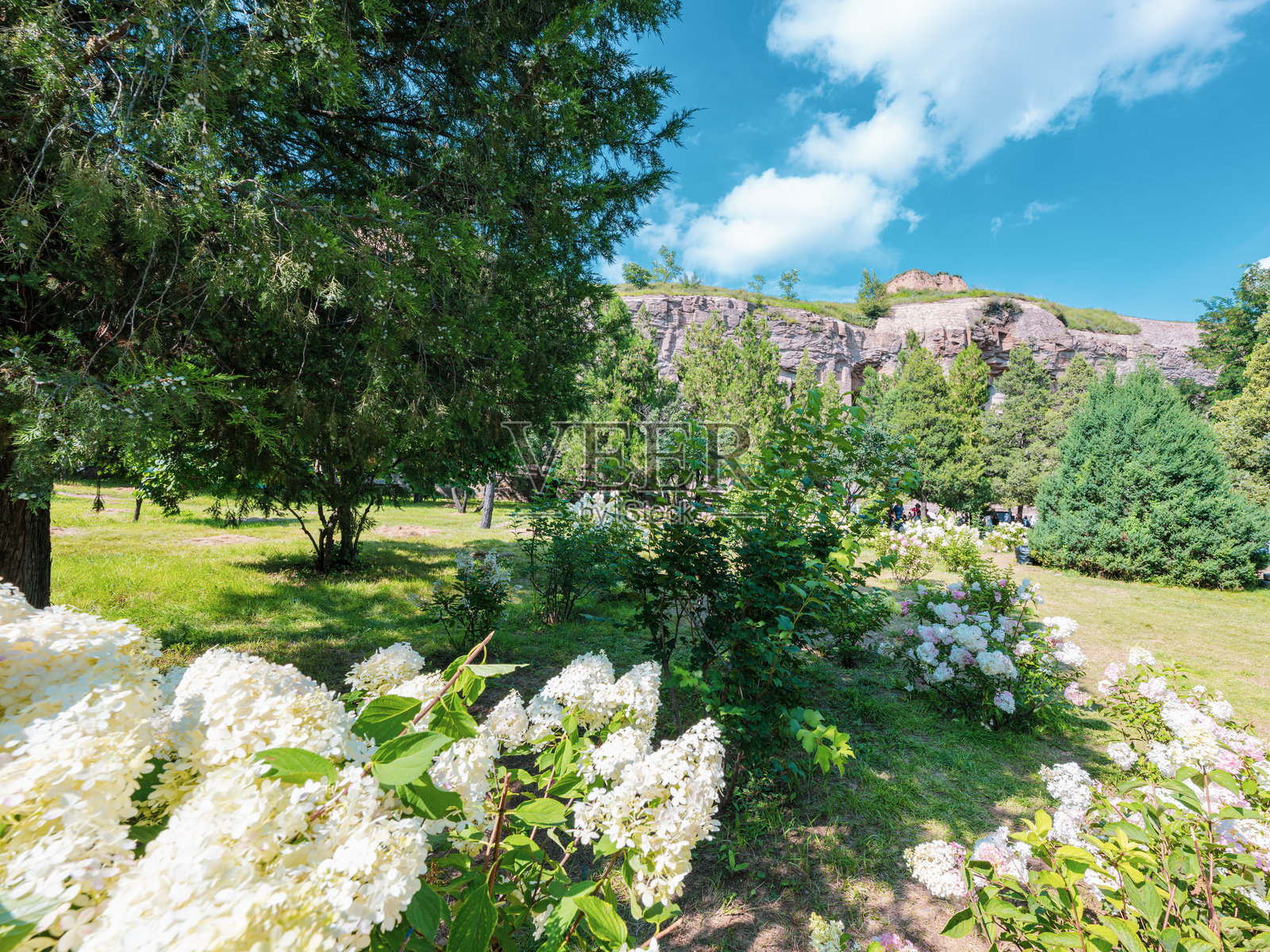 蓝天下的树木、草坪和白花照片摄影图片