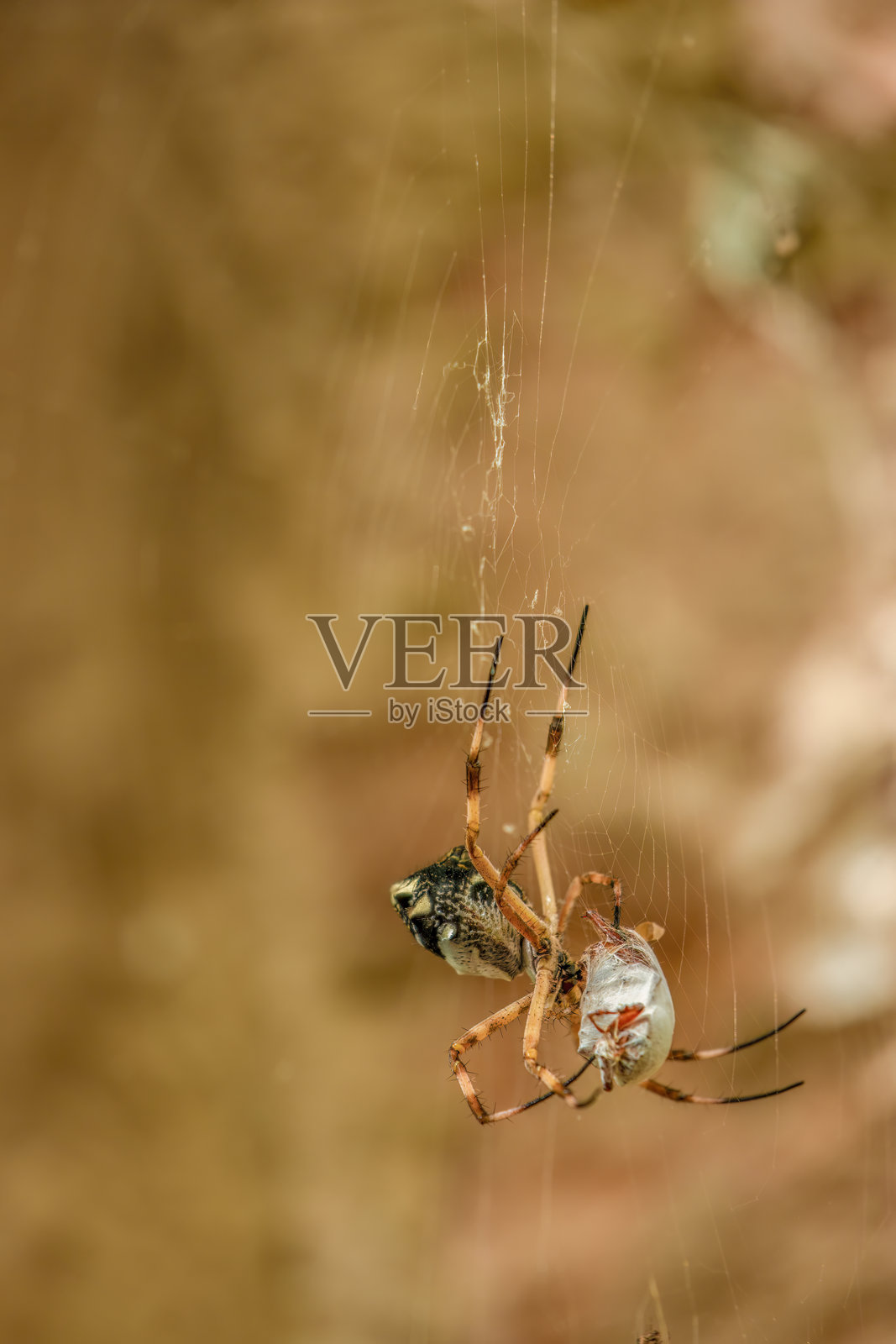 一只银色园蛛悬挂在网上，网中缠绕着它的猎物照片摄影图片