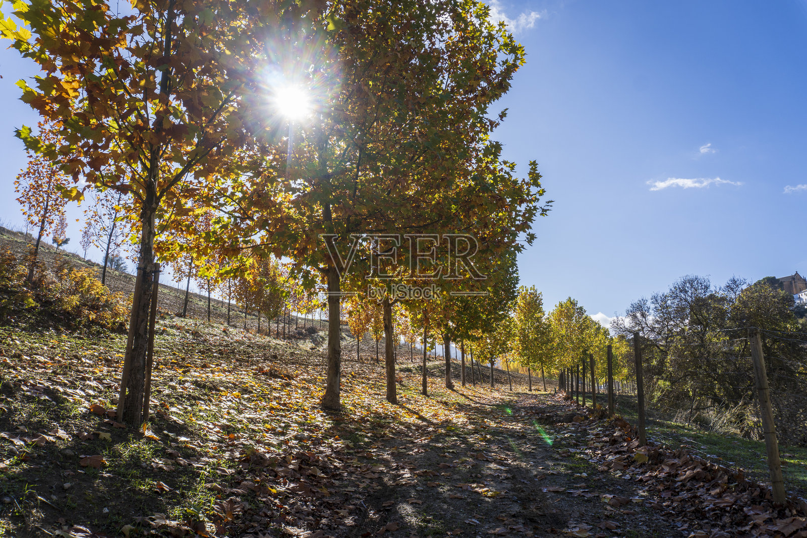 西班牙龙达的金色秋日照片摄影图片
