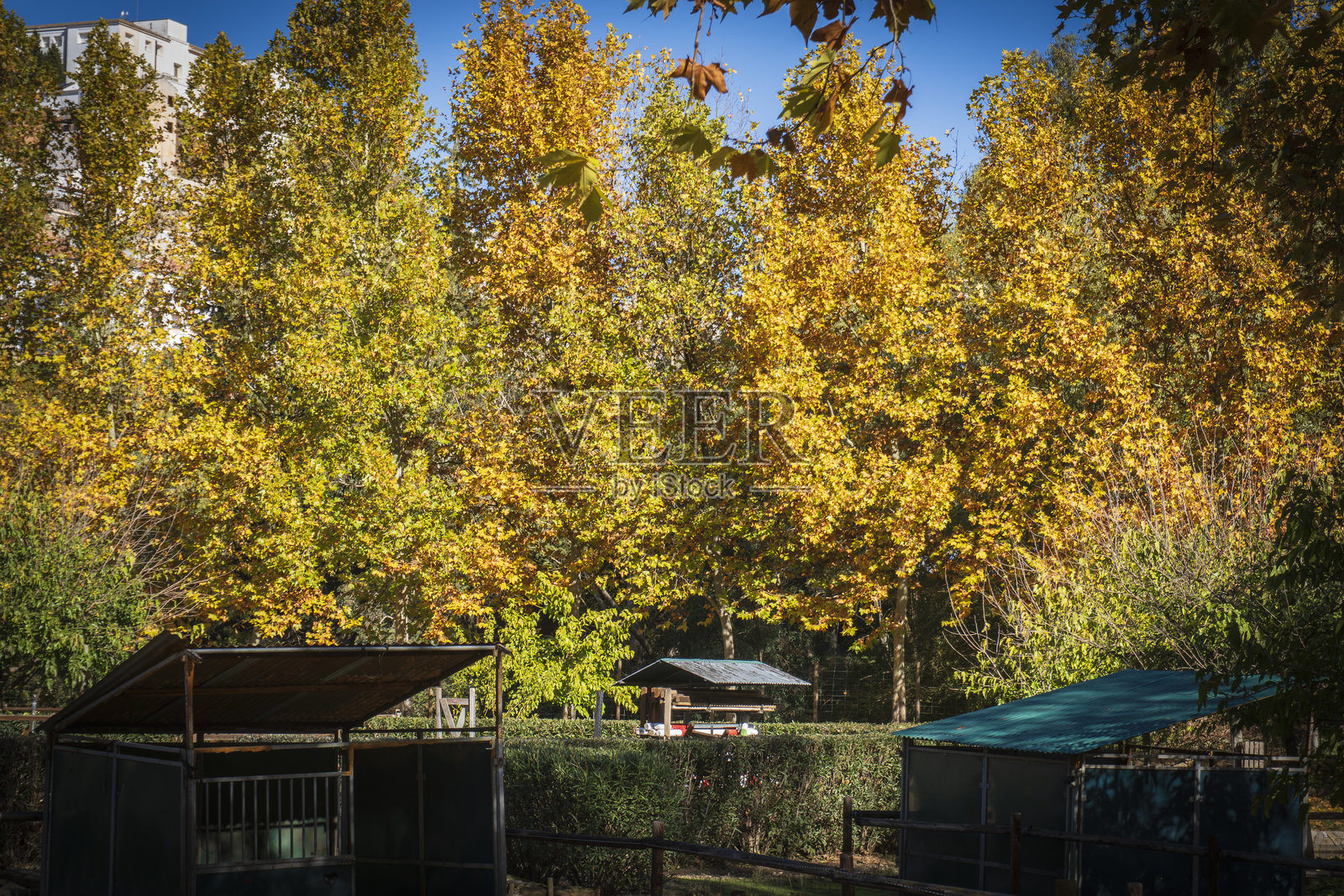 西班牙龙达的金色秋天照片摄影图片