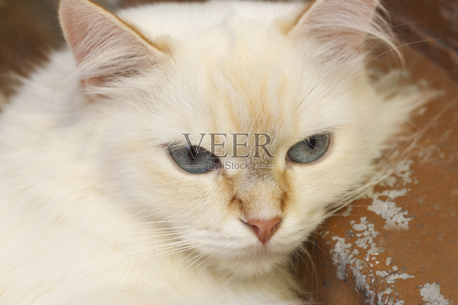 特写镜头下的大白猫的嘴部照片摄影图片