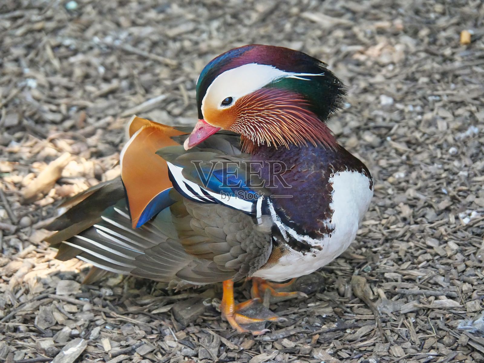 鸳鸯，被誉为世界上最美丽的鸭子。照片摄影图片