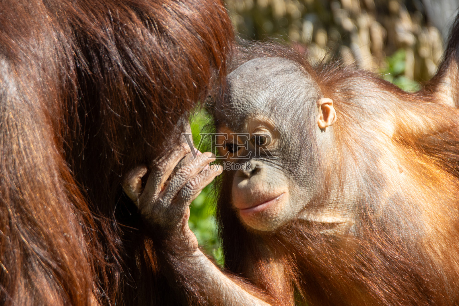 英国德文郡佩恩顿动物园，两只婆罗洲红毛猩猩（Pongo pygmaeus）的特写镜头，一只幼崽和一只年幼的猩猩一起玩冷冻果汁照片摄影图片