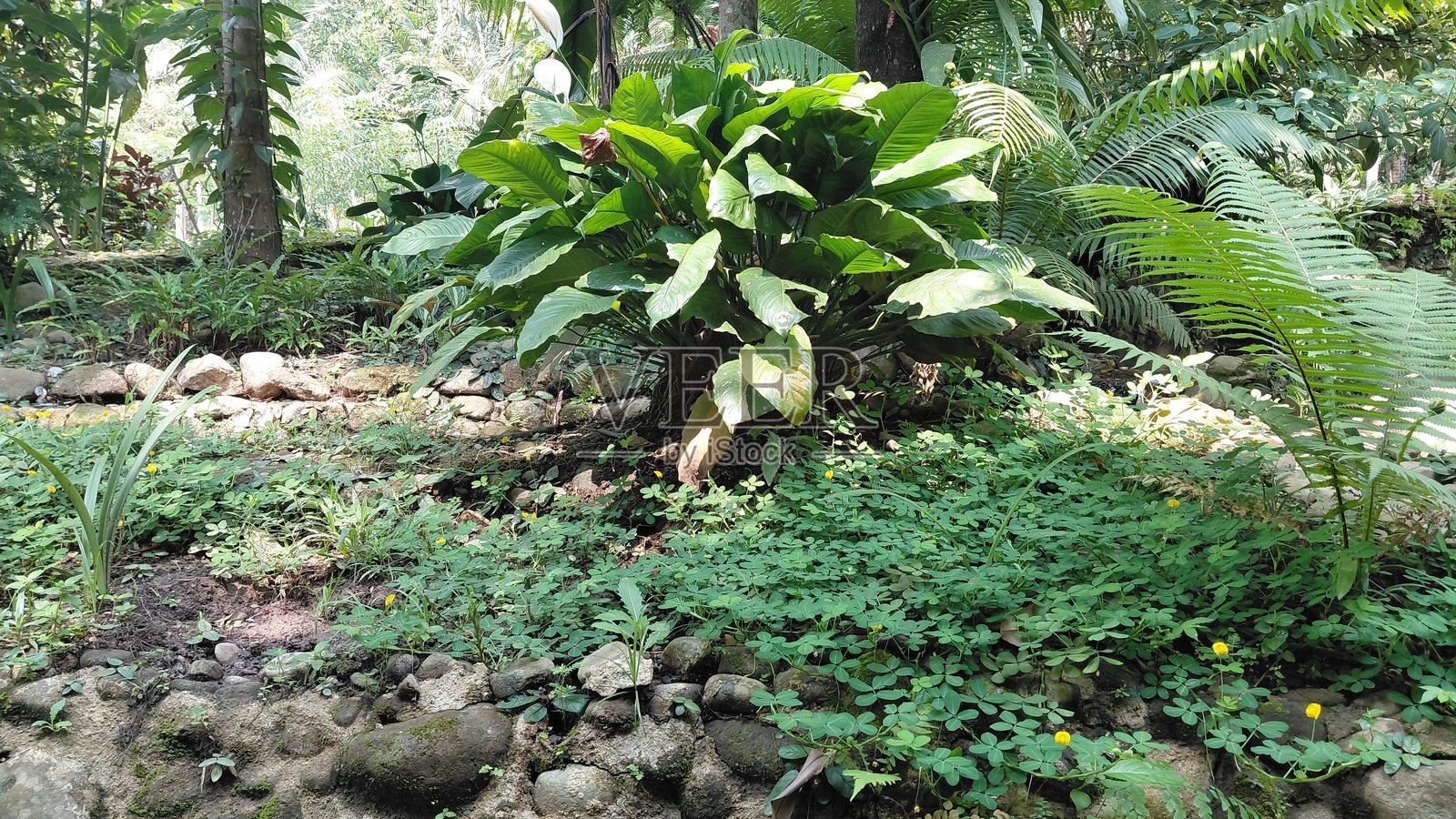 郁郁葱葱的热带雨林花园，绿植茂盛，自然光照充足——非常适合生态和健康主题的背景照片摄影图片