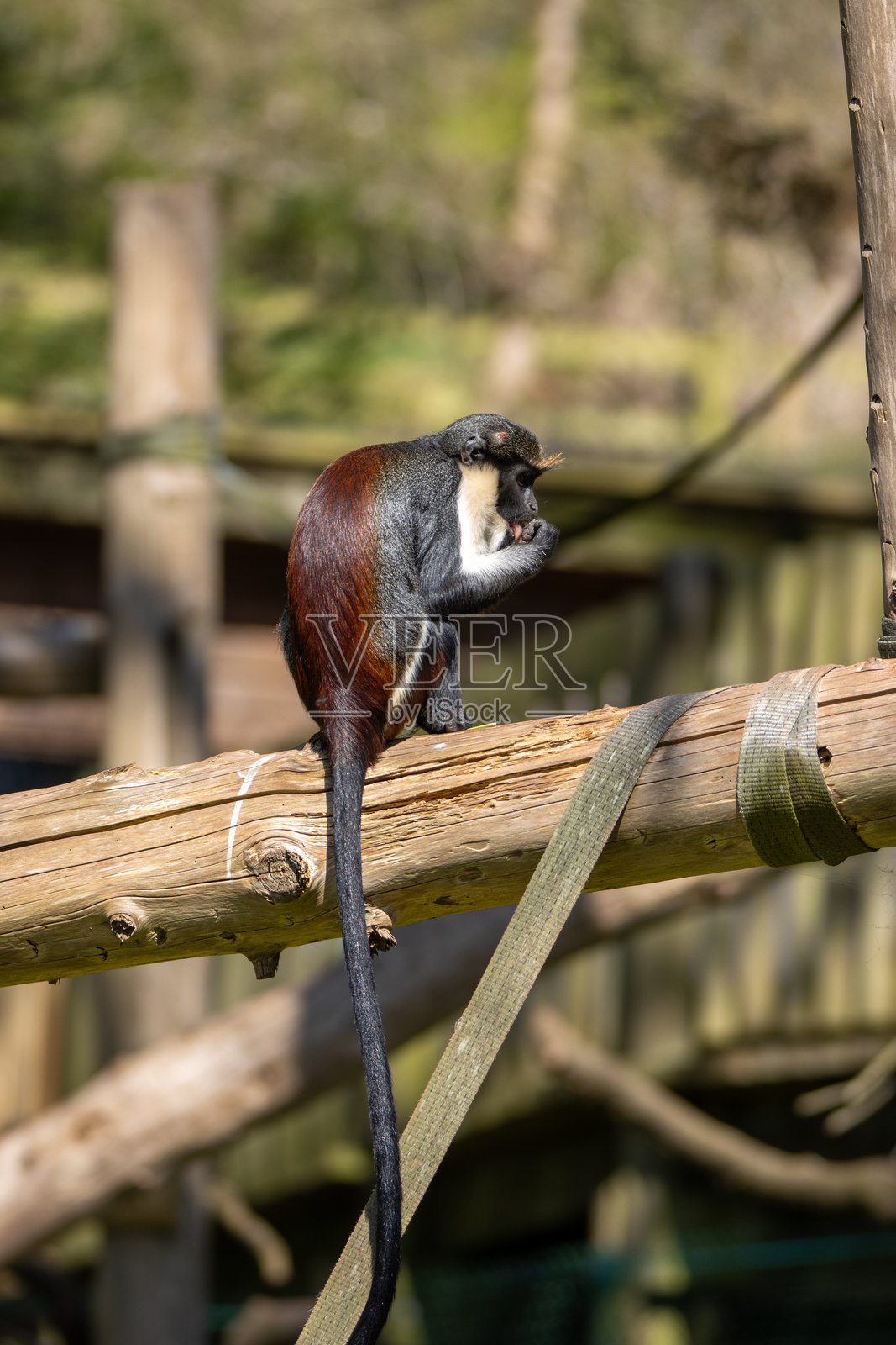 一只年轻的迪安娜猴（Cercopithecus diana）坐在木头上，在英国德文郡佩恩顿动物园的自然绿色背景下被隔离。照片摄影图片
