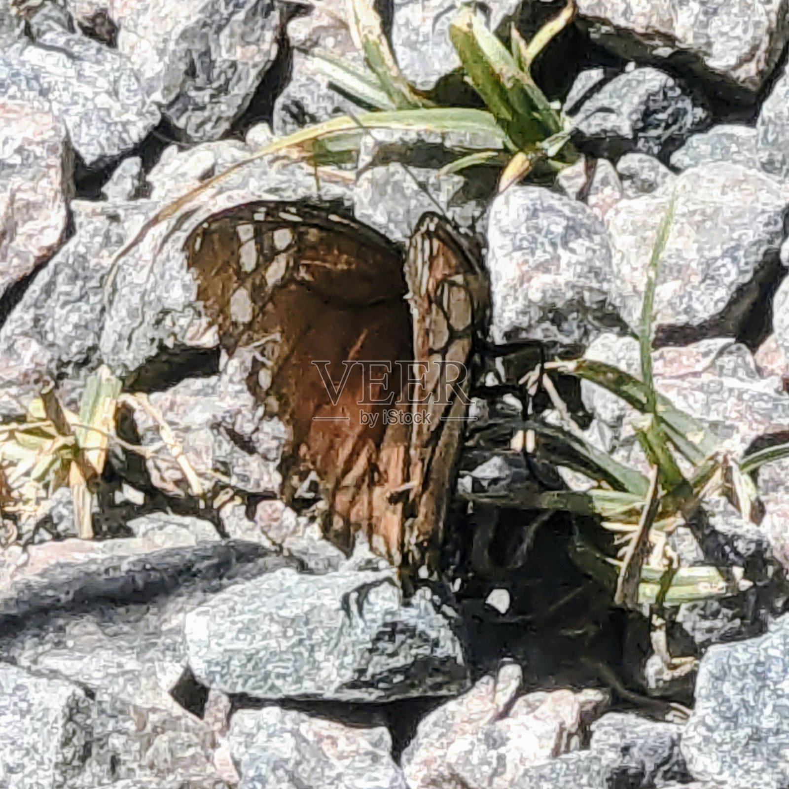 垂死的蝴蝶照片摄影图片