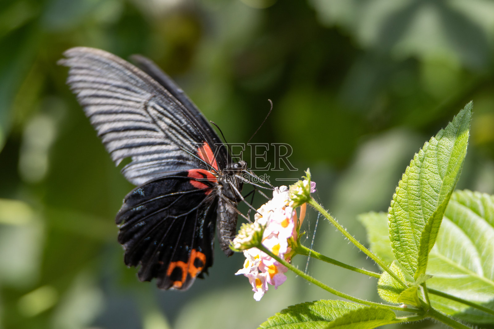 红斑凤蝶（Papilio anchisiades），英国德文郡达特穆尔水獭和巴克斯特蝴蝶园的红点燕尾蝶照片摄影图片