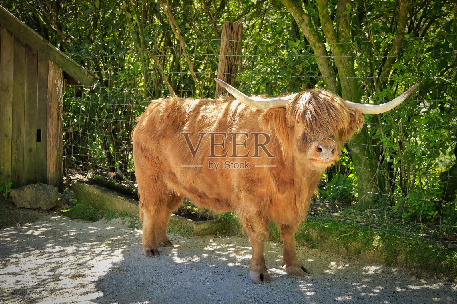 棕色新西兰高地牛照片摄影图片