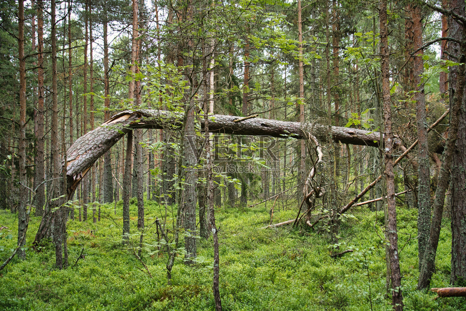 倒下的树在绿色的松林中形成拱门照片摄影图片