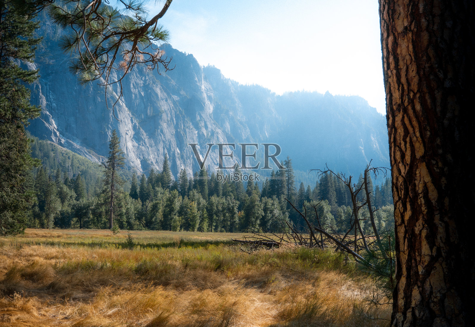 约塞米蒂谷草甸景观，美国照片摄影图片