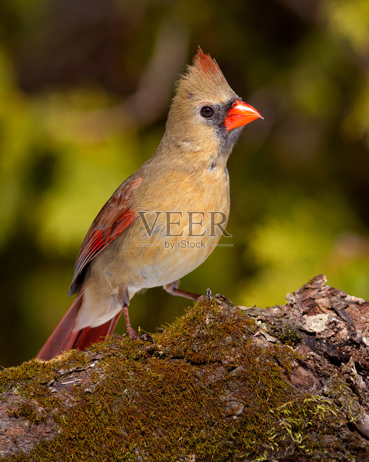 雌性北方红雀照片摄影图片