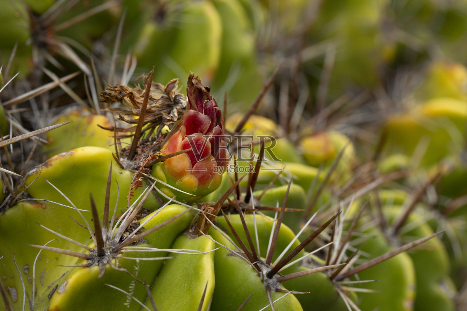 Ferocactus robustus 刺照片摄影图片