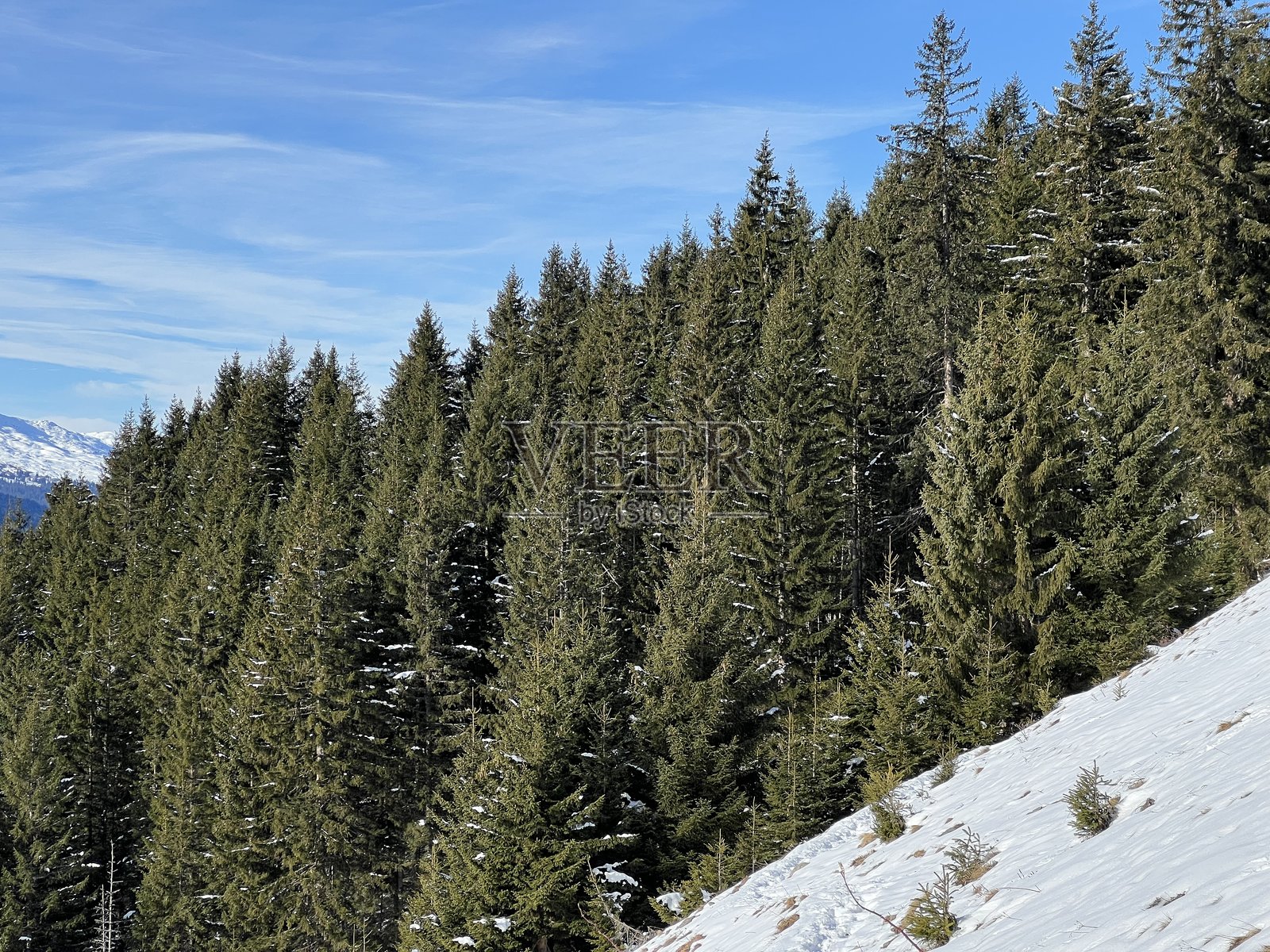 瑞士阿尔卑斯山冬季典型的风景画般的树冠，位于瑞士格劳宾登州克洛斯特斯（Klosters）旅游胜地之上。照片摄影图片