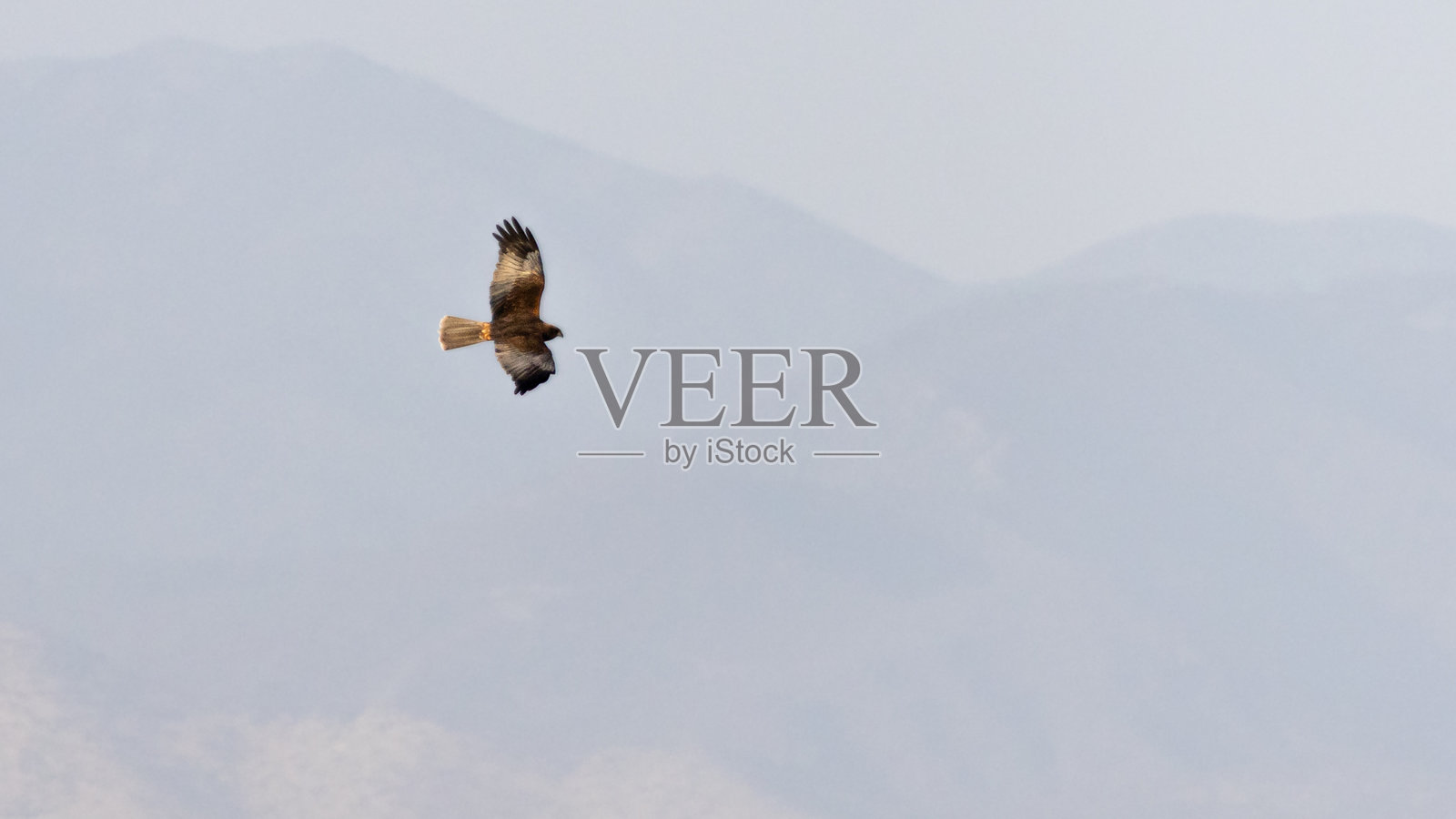 西方泽鹞（Circus aeruginosus）在高空翱翔，远方有群山照片摄影图片