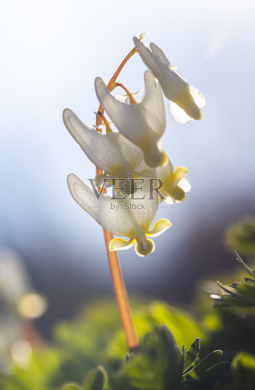 荷兰裤子照片摄影图片