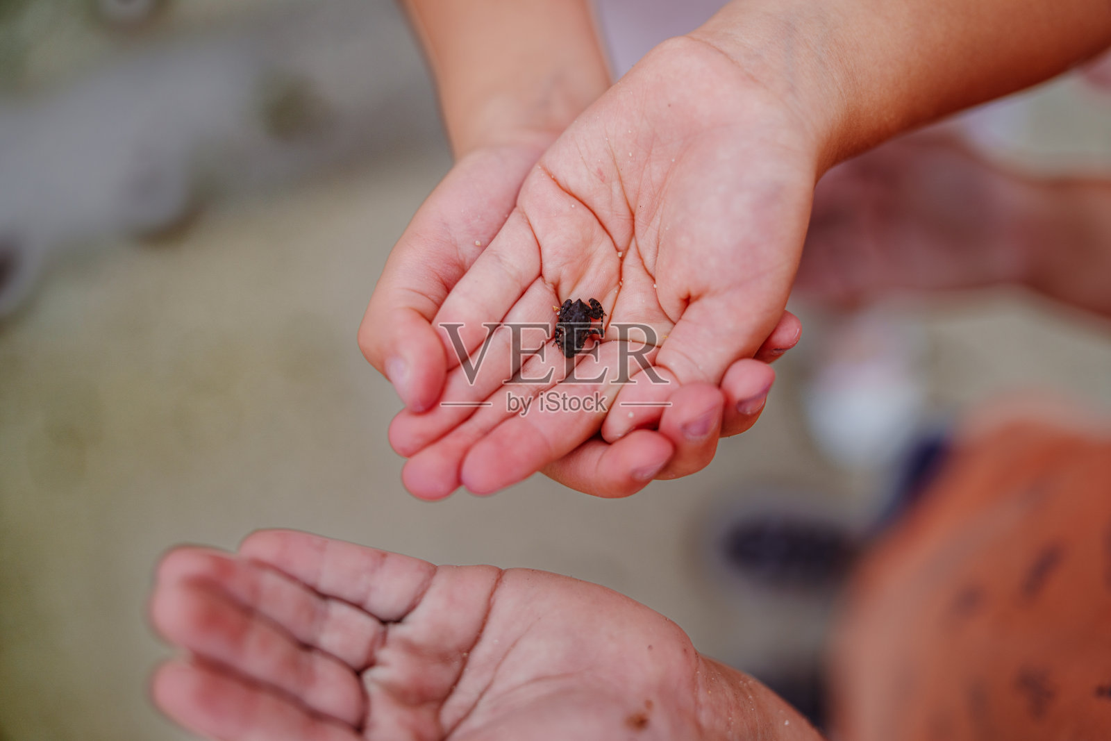 孩子手里拿着一只小小的青蛙宝宝照片摄影图片