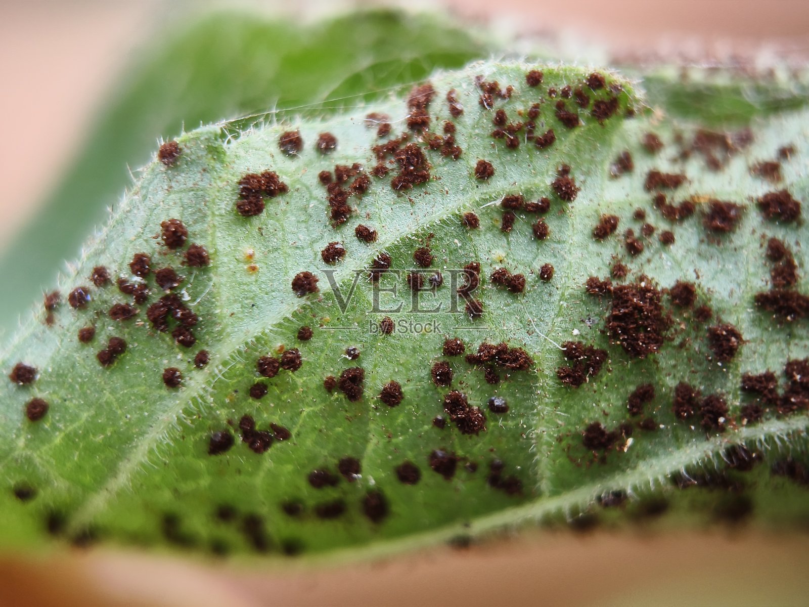 叶片上的锈菌照片摄影图片