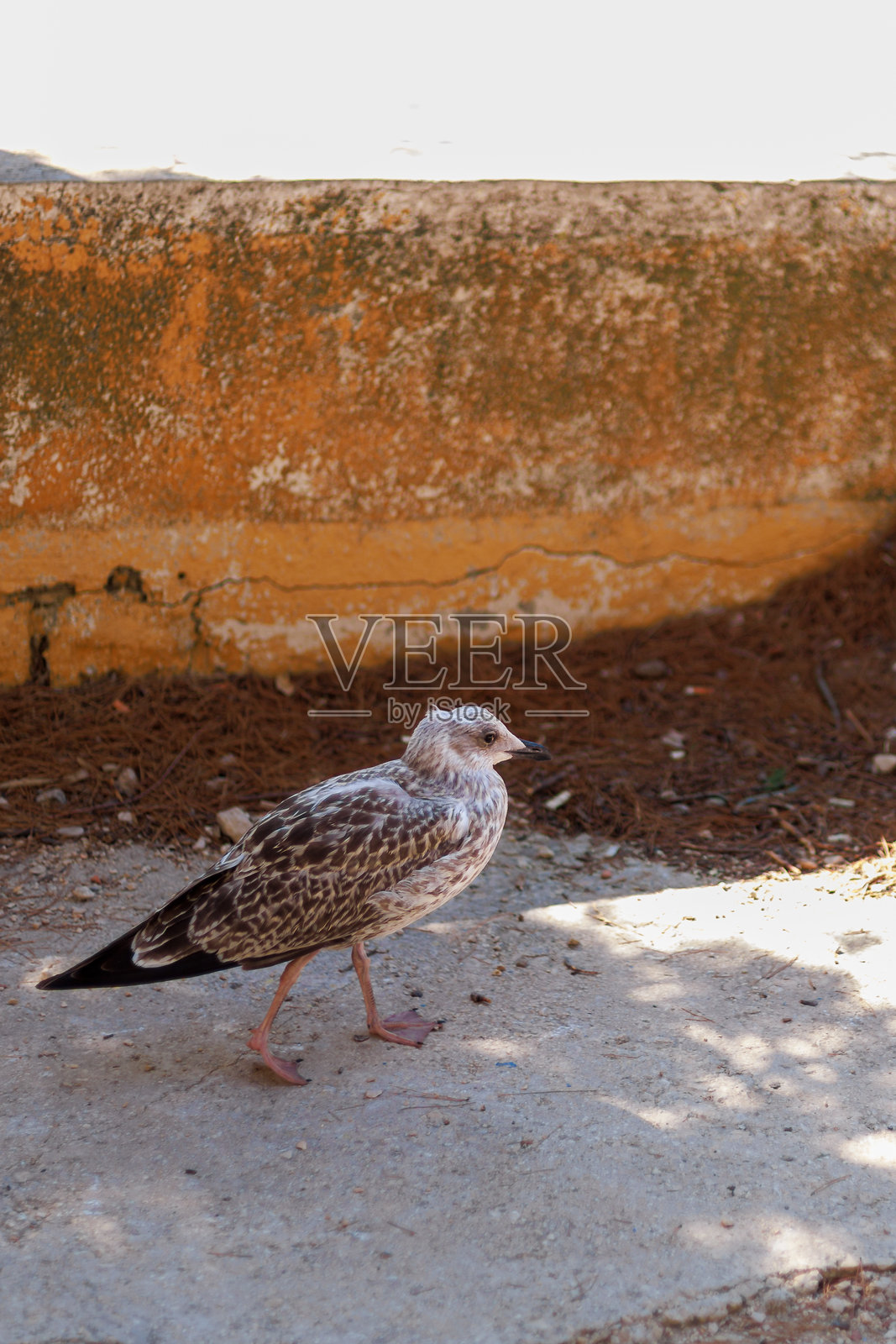 海鸥在明亮的阳光下站在人行道上照片摄影图片