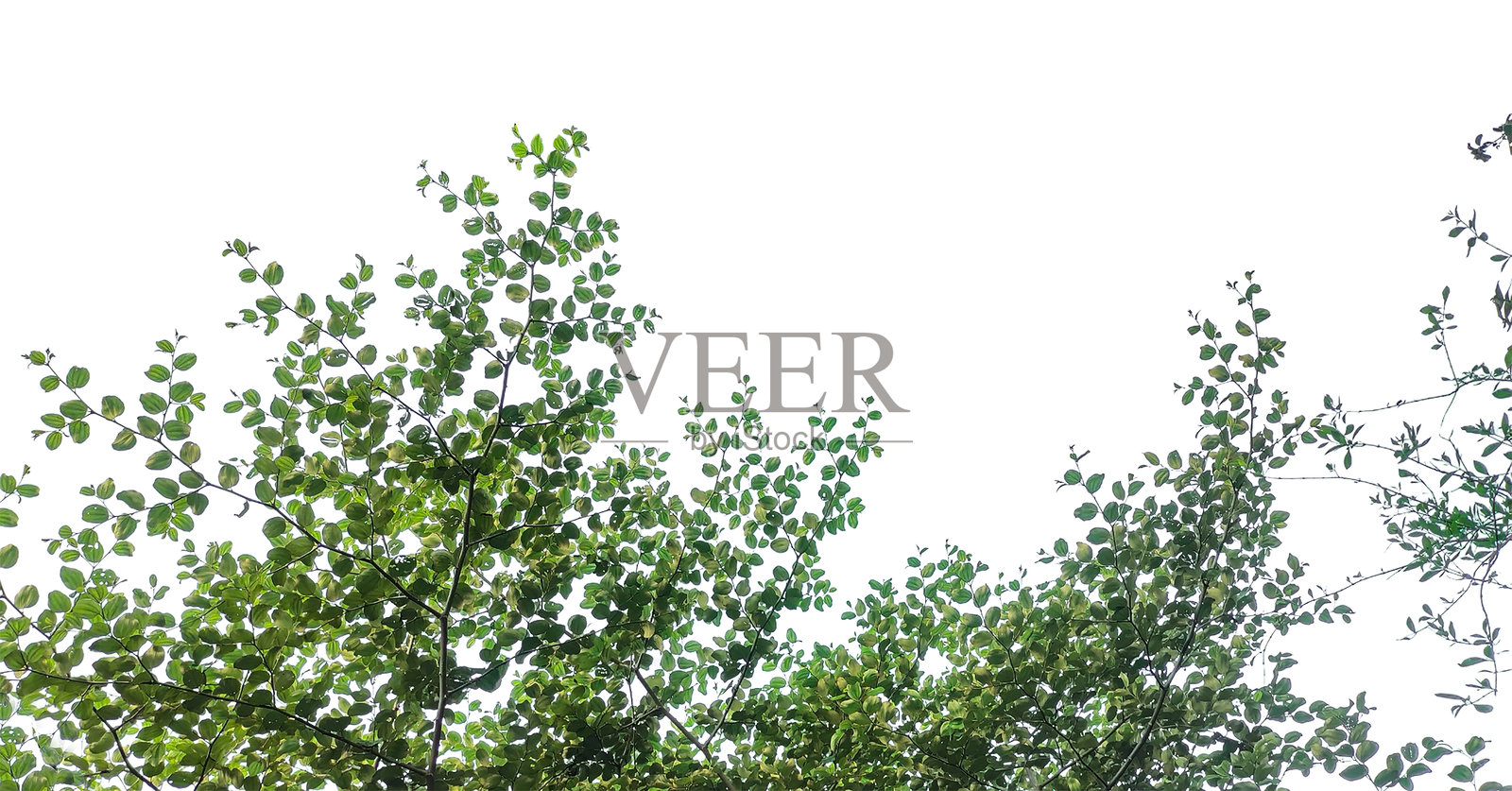 枣树叶子组成的边框，绿叶孤立在白色背景上，一棵长满叶子的树，背景透明照片摄影图片